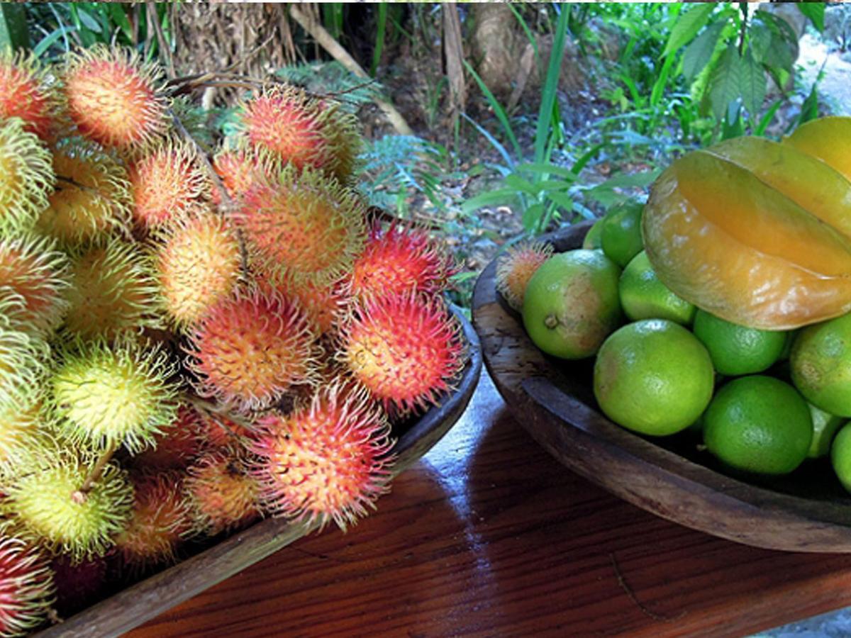 Omega Tours Eco-Jungle Lodge 라 세이바 외부 사진